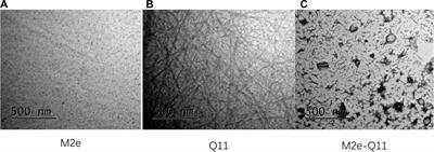 Self-Assembly M2e-Based Peptide Nanovaccine Confers Broad Protection Against Influenza Viruses